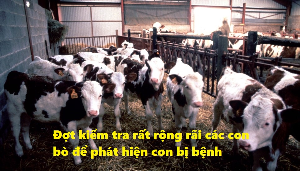 đợt kiểm tra rất rộng rãi các con bò để phát hiện những con